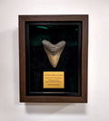 Otodus Megalodon